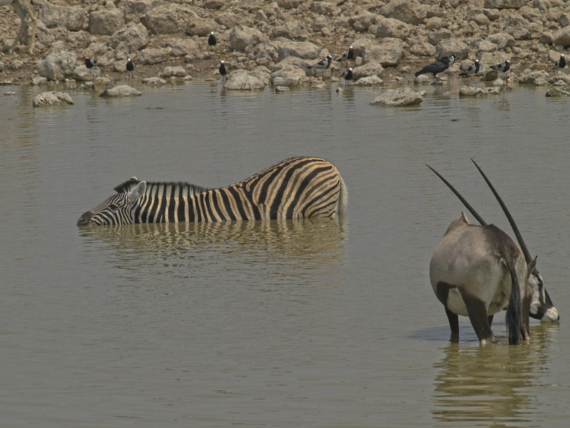 Okaukuejo, Zebra, Oryx